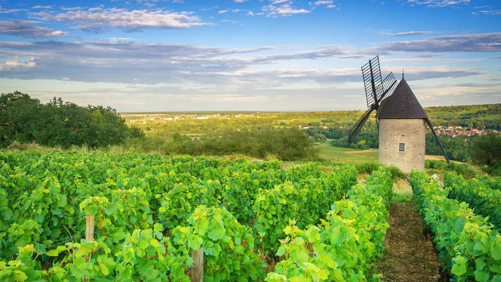 A view of a Vineyard and a medieval style windmill in Burgundy, overlooking the province.