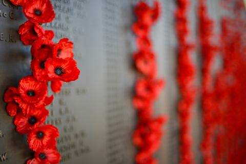 Photo of poppies