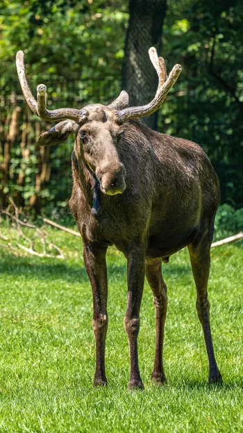 A view of a Swedish Moose, grazing in the field.