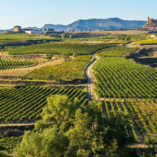 An overhead view of a vineyard La Rioja.